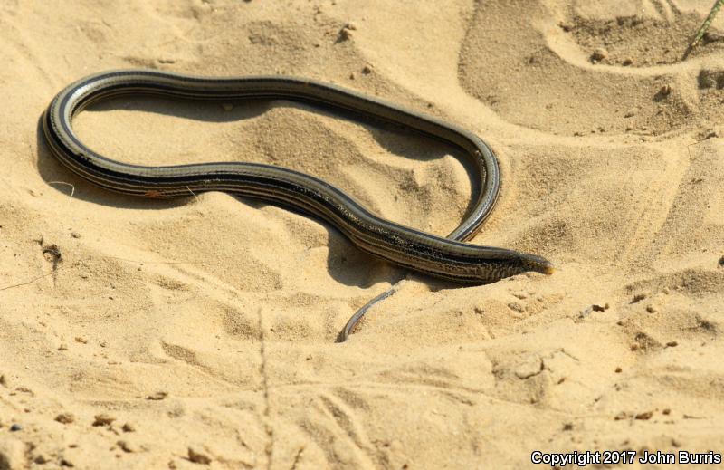 Western Slender Glass Lizard (Ophisaurus attenuatus attenuatus)