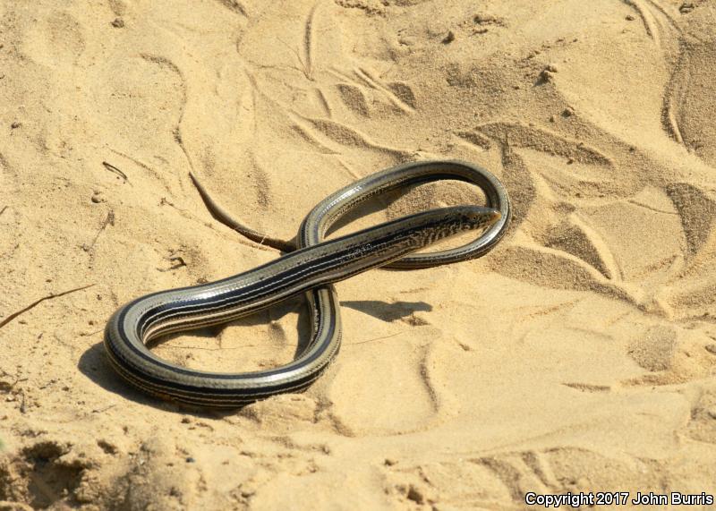 Western Slender Glass Lizard (Ophisaurus attenuatus attenuatus)