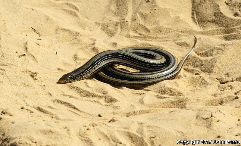 Western Slender Glass Lizard (Ophisaurus attenuatus attenuatus)