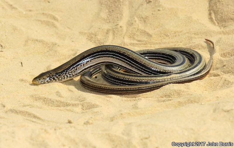 Western Slender Glass Lizard (Ophisaurus attenuatus attenuatus)