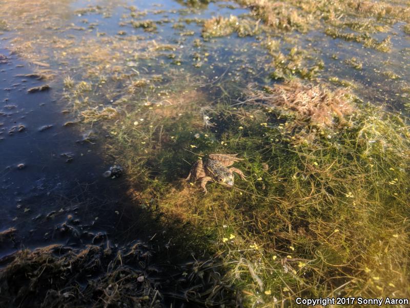 Chiricahua Leopard Frog (Lithobates chiricahuensis)