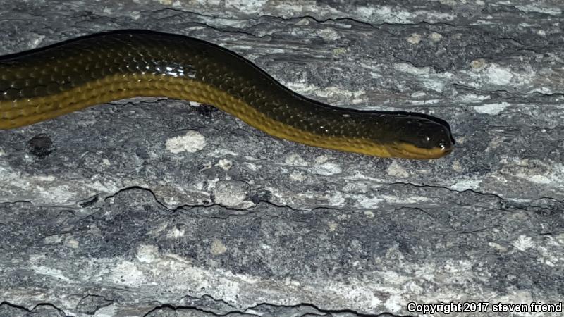 Striped Crayfish Snake (Regina alleni)