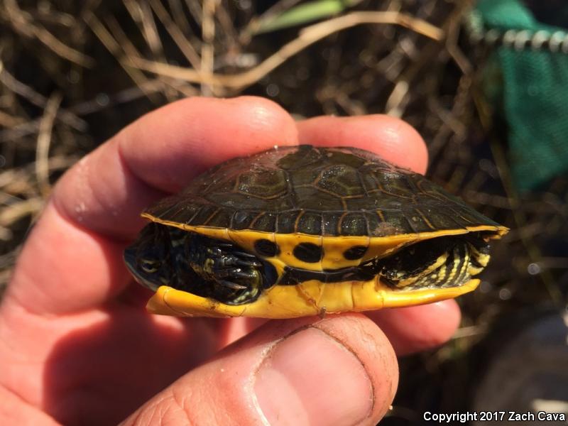 Eastern Chicken Turtle (Deirochelys reticularia reticularia)