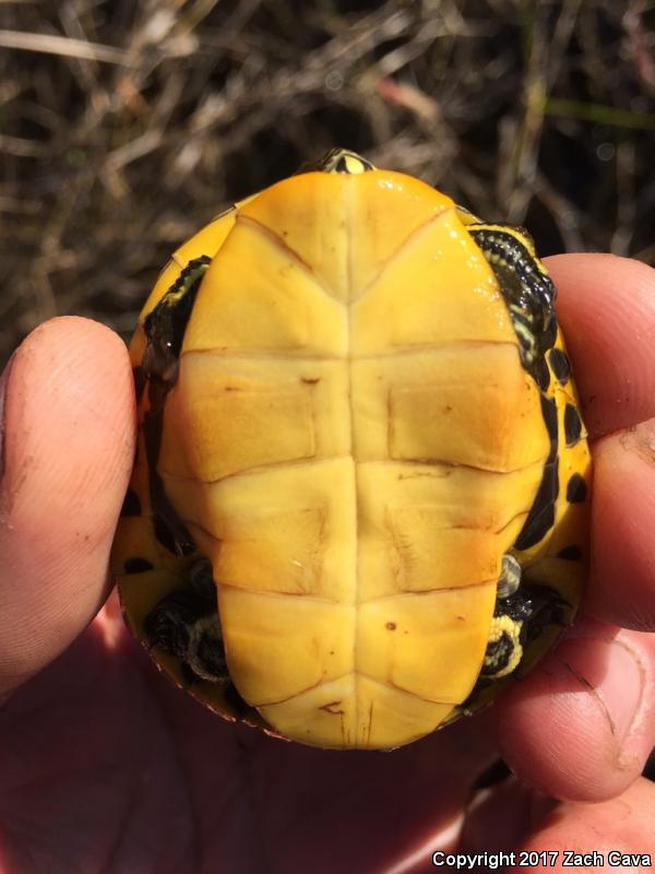 Eastern Chicken Turtle (Deirochelys reticularia reticularia)