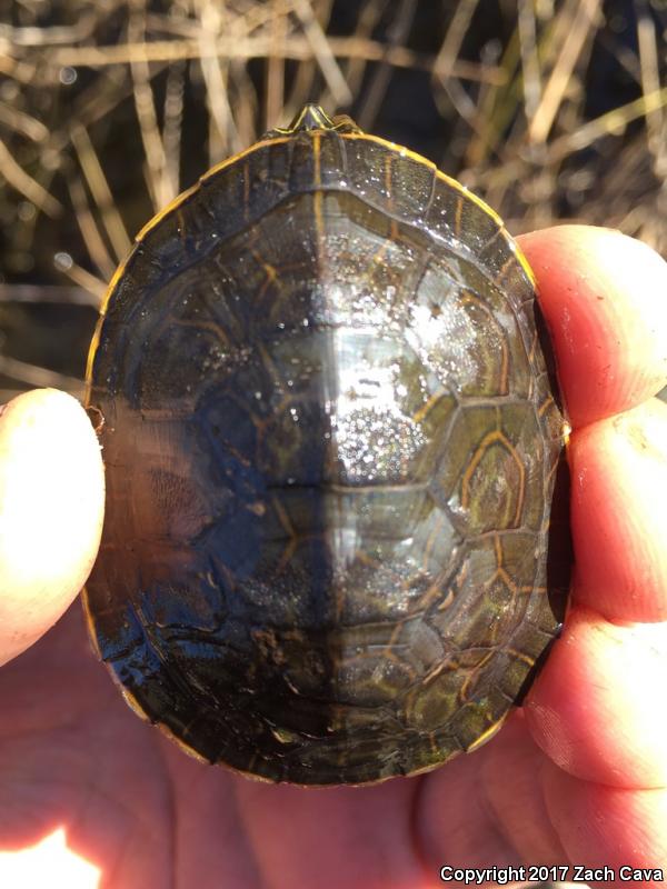 Eastern Chicken Turtle (Deirochelys reticularia reticularia)