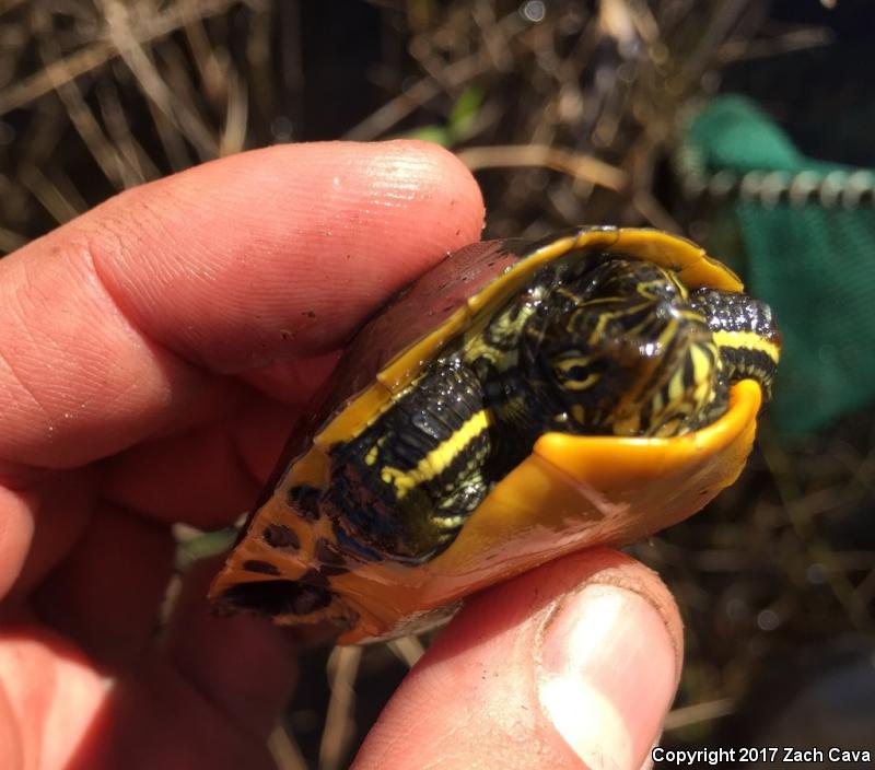 Eastern Chicken Turtle (Deirochelys reticularia reticularia)