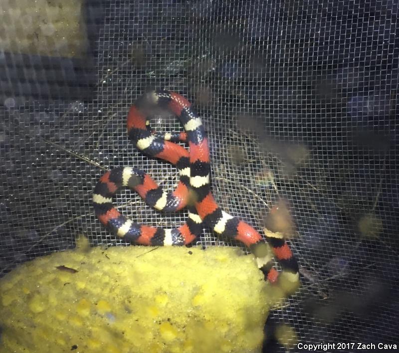 Scarlet Kingsnake (Lampropeltis triangulum elapsoides)