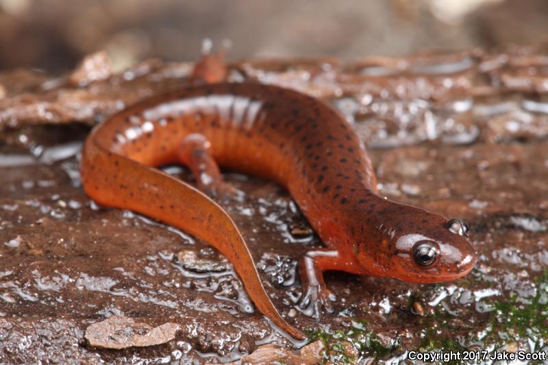 Gulf Coast Mud Salamander (Pseudotriton montanus flavissimus)