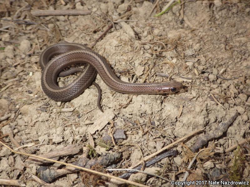 Short-headed Gartersnake (Thamnophis brachystoma)