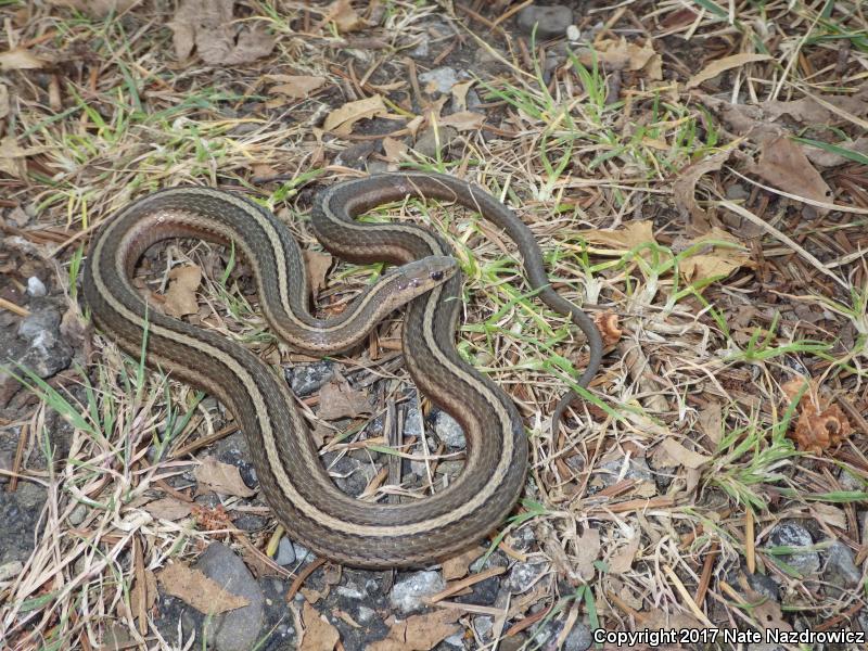 Short-headed Gartersnake (Thamnophis brachystoma)