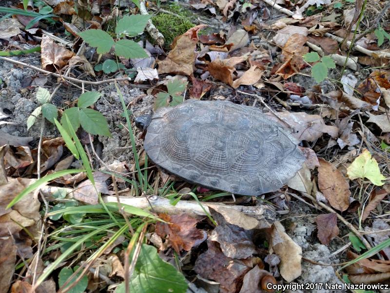 Wood Turtle (Glyptemys insculpta)