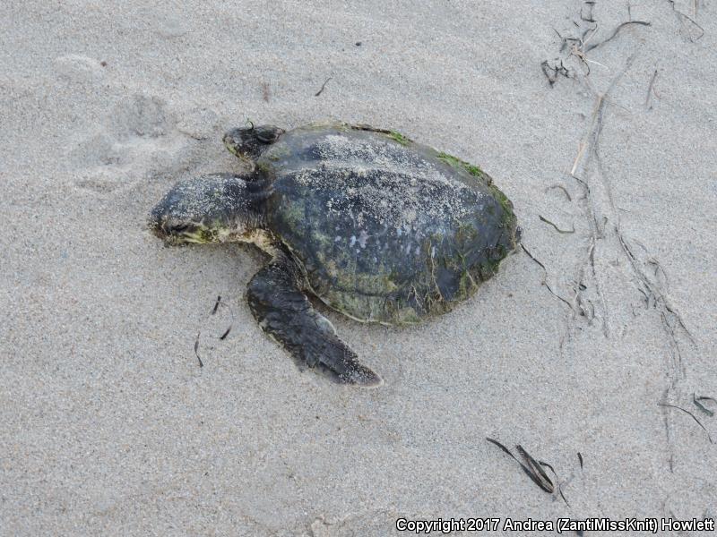 Kemp's Ridley Sea Turtle (Lepidochelys kempii)