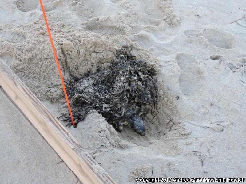 Kemp's Ridley Sea Turtle (Lepidochelys kempii)