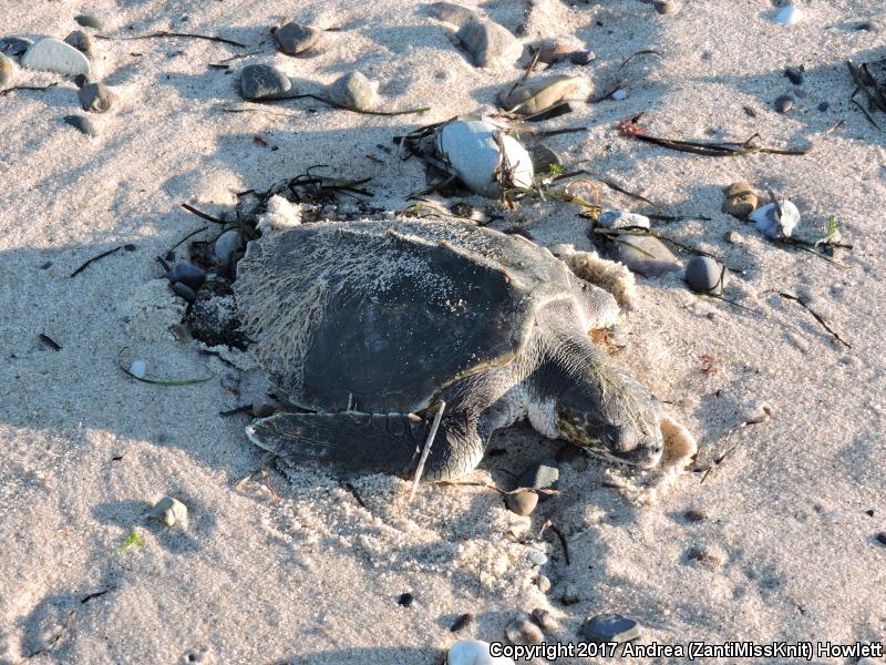 Kemp's Ridley Sea Turtle (Lepidochelys kempii)