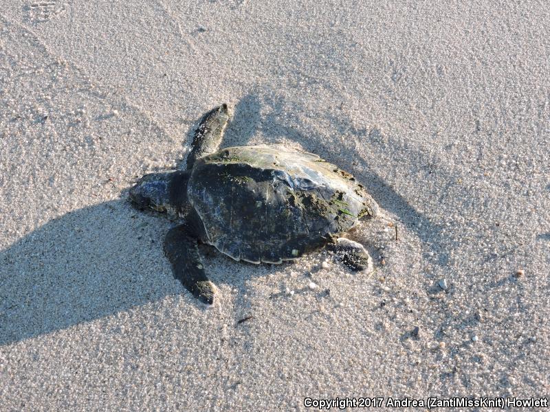 Kemp's Ridley Sea Turtle (Lepidochelys kempii)