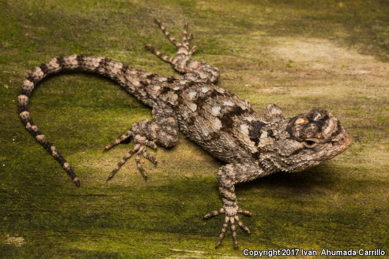 Southern Clark's Spiny Lizard (Sceloporus clarkii boulengeri)