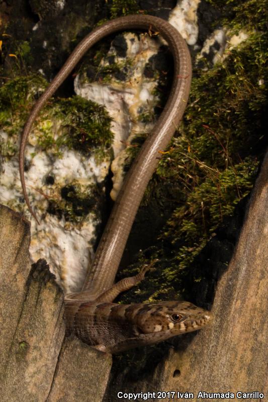 Rusty Alligator Lizard (Elgaria kingii ferruginea)