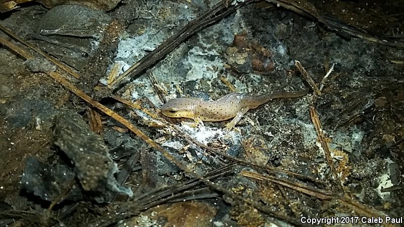 Central Newt (Notophthalmus viridescens louisianensis)