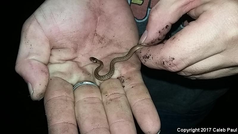 Texas Brownsnake (Storeria dekayi texana)