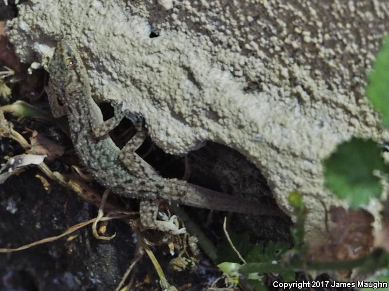 Sri Lankan House Gecko (Hemidactylus parvimaculatus)