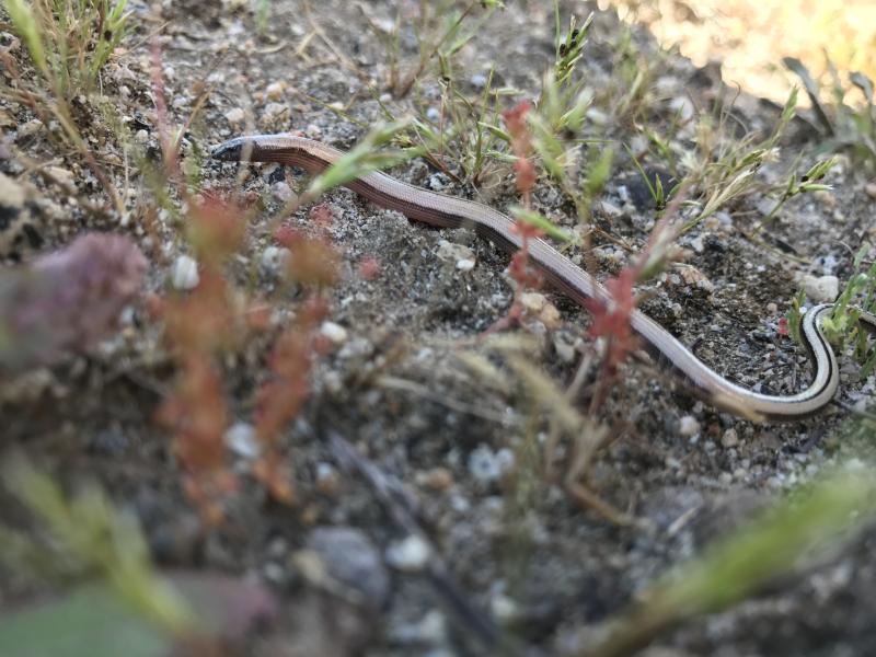 California Legless Lizard (Anniella pulchra)