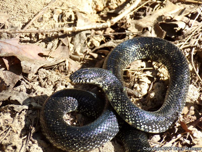 Black Kingsnake (Lampropeltis getula nigra)