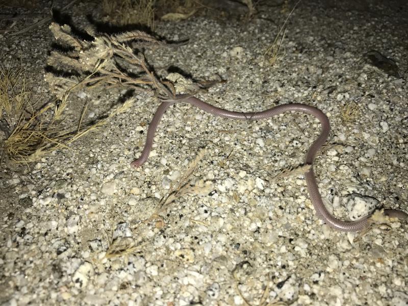 Desert Threadsnake (Leptotyphlops humilis cahuilae)