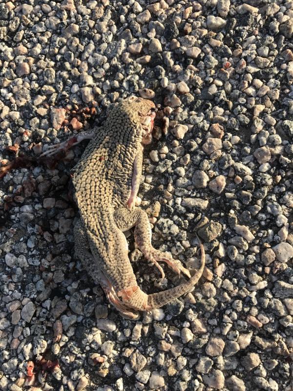 Colorado Desert Fringe-toed Lizard (Uma notata)