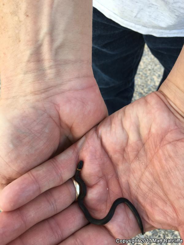 Mississippi Ring-necked Snake (Diadophis punctatus stictogenys)