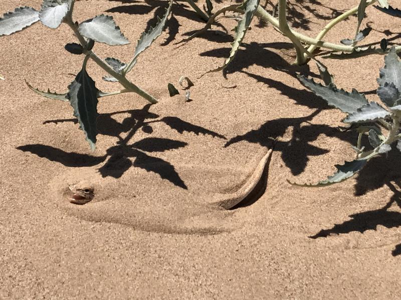 Colorado Desert Fringe-toed Lizard (Uma notata)