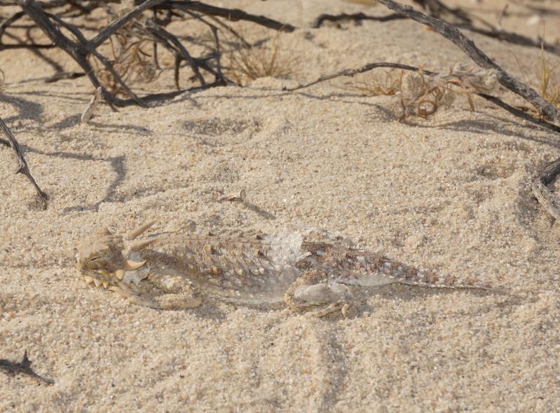 Flat-tailed Horned Lizard (Phrynosoma mcallii)