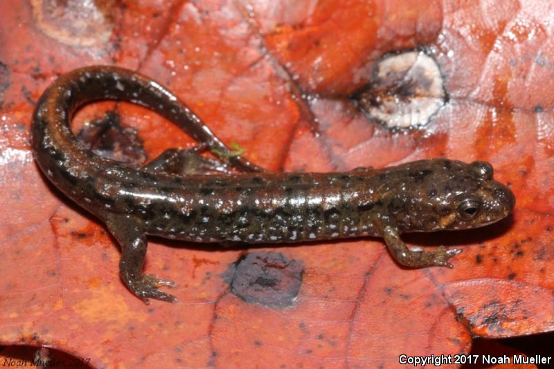 Apalachicola Dusky Salamander (Desmognathus apalachicolae)