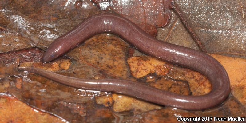 One-toed Amphiuma (Amphiuma pholeter)