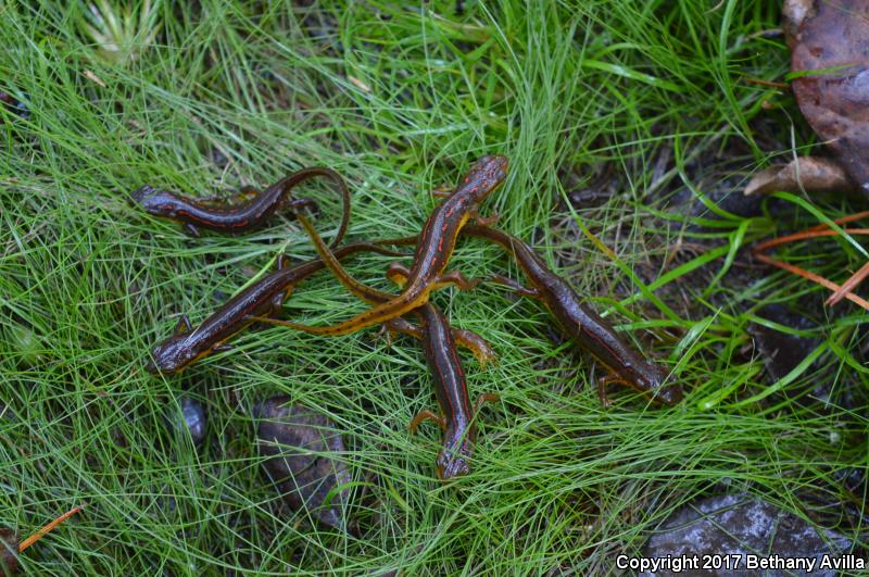 Broken-striped Newt (Notophthalmus viridescens dorsalis)