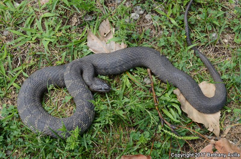 Lake Erie Watersnake (Nerodia sipedon insularum)