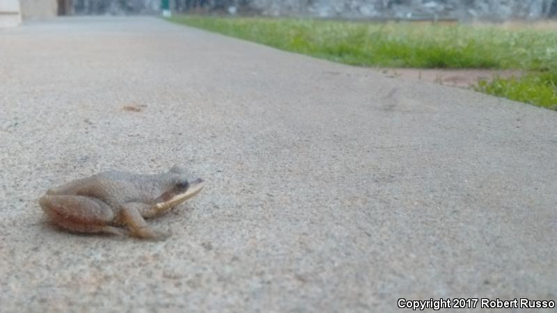 Upland Chorus Frog (Pseudacris feriarum)