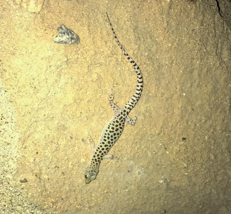 Sandstone Night Lizard (Xantusia gracilis)