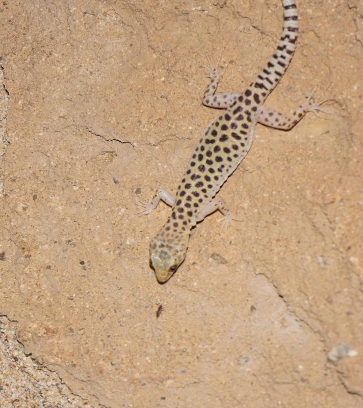 Sandstone Night Lizard (Xantusia gracilis)