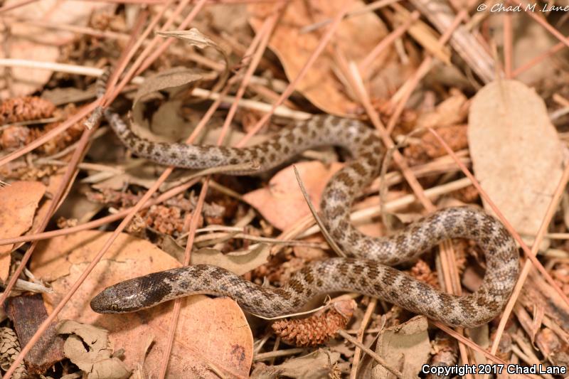 California Nightsnake (Hypsiglena ochrorhyncha nuchalata)