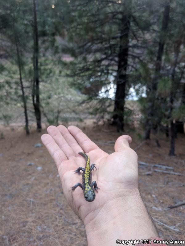 Southern Long-toed Salamander (Ambystoma macrodactylum sigillatum)