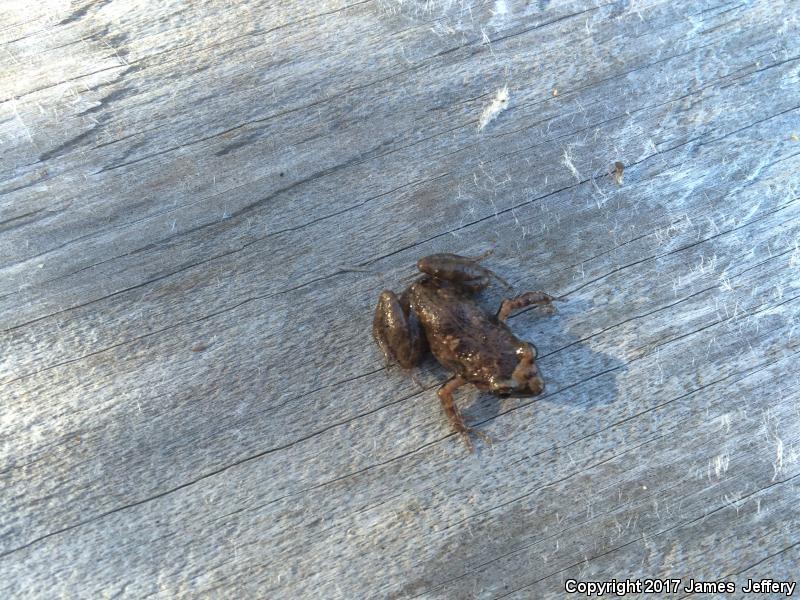 Greenhouse Frog (Eleutherodactylus planirostris)