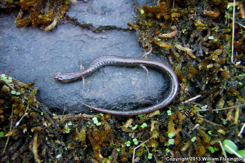 Hell Hollow Slender Salamander (Batrachoseps diabolicus)