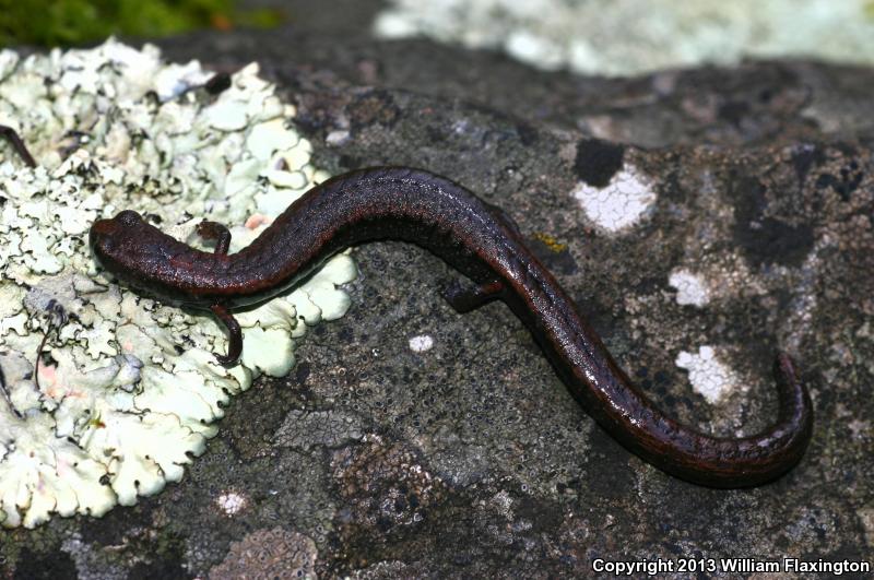 Hell Hollow Slender Salamander (Batrachoseps diabolicus)