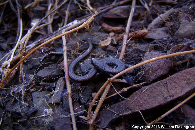 Hell Hollow Slender Salamander (Batrachoseps diabolicus)