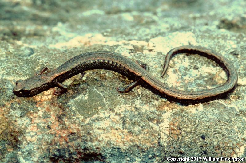 Hell Hollow Slender Salamander (Batrachoseps diabolicus)