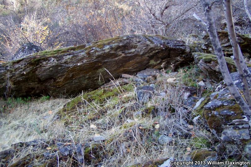 Hell Hollow Slender Salamander (Batrachoseps diabolicus)