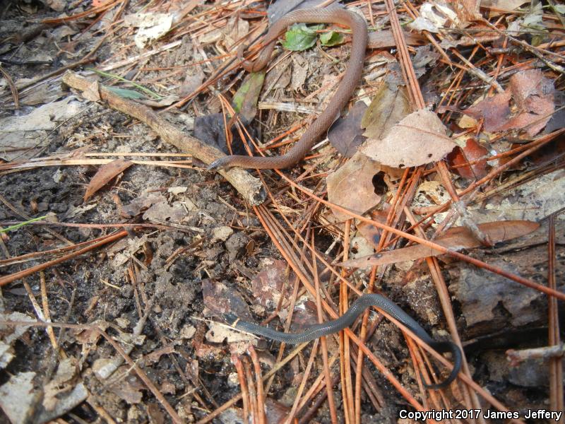 Western Smooth Earthsnake (Virginia valeriae elegans)