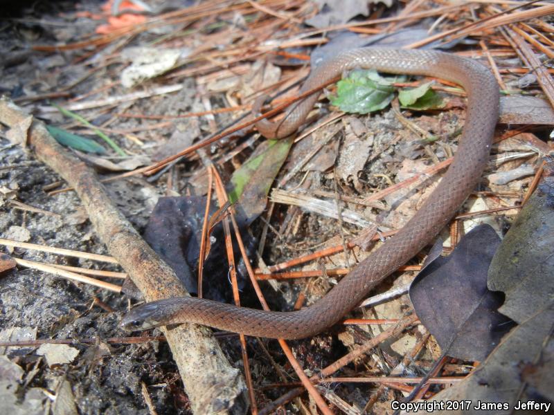 Western Smooth Earthsnake (Virginia valeriae elegans)