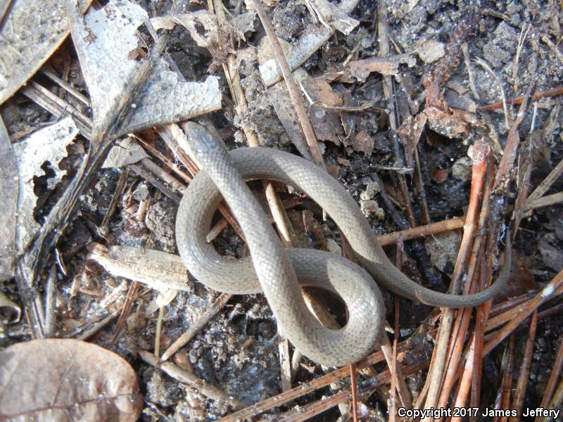 Western Smooth Earthsnake (Virginia valeriae elegans)