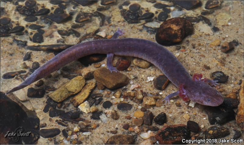 Big Mouth Cave Salamander (Gyrinophilus palleucus necturoides)